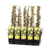 VZPENJALKA ZLATO ZELENI BRŠLJAN L15