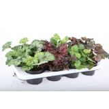 TRAJNICE MIX HOJHERA MIX L12