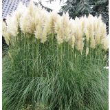 TRAVE PAMPAŠKA TRAVA L19 MIX SORT