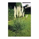 TRAVE PAMPAŠKA TRAVA L19 MIX SORT