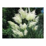 TRAVE PAMPAŠKA TRAVA L19 MIX SORT