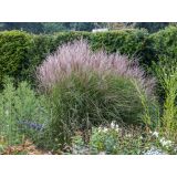 TRAVE MORNING LIGHT L17 CM