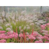 TRAVE PERJANKA HAMELN (PENNISETUM) L17 CM