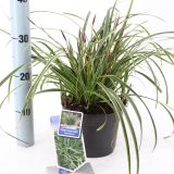 TRAVE ŠAŠ CAREX MORROWII ICE DANCE L17