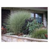 TRAVE TRAJNE TRAVE L19 MIX SORT