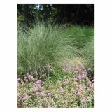 TRAVE TRAJNE TRAVE L19 MIX SORT