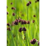 VODNE RASTLINE TRAVNOLISTNI LOČEK L 9