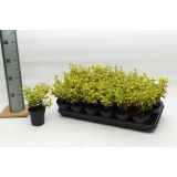 TRDOLESKA EMERALD N GOLD L9 CM