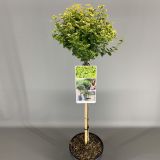 TRDOLESKA EMERALD 'N GOLD NA DEBLU 50 CM L3 L