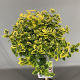 TRDOLESKA EMERALD 'N GOLD NA DEBLU 50 CM L3 L