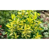 TRDOLESKA GOLD QUEEN L2 L