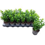 TRDOLESKA GREEN SPIRE L9 CM