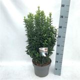 TRDOLESKA JAPONSKA JEAN HUGUES L23