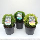 TRDOLESKA KROGLA L23 CM