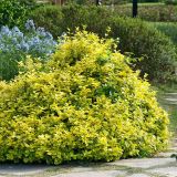 TRDOLESKA NAVADNA TRDOLESKA L 17