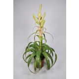 TILANCIJA SAMANTHA L12