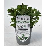 MIX DIŠAVNIC IN ZELIŠČ TRIO COCKTAIL L14