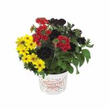 TRIO POMLADNIH RASTLIN L12 CM