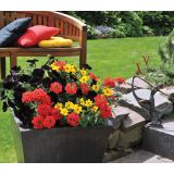 TRIO POMLADNIH RASTLIN L12 CM