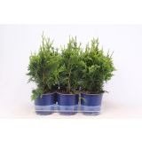 TUJA ORJAŠKI KLEK CAN-CAN L15