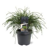 TUJA ORJAŠKI KLEK WHIPCORD