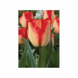 TULIPAN HOLLAND BULB MARKET DARWIN AMER. DREAM 11/12 10KOS
