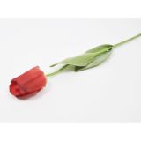 TULIPAN ENOJNI, 64CM, RDEČ