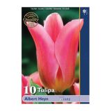 POMLADI CVETOČA ČEBULICA HOLLAND BULB MARKET TULIPAN FOSTERIANA ALBERT HEYN 11/12 10 KOS