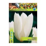 TULIPAN HOLLAND BULB MARKET FOSTERIANA WHITE EMPEROR 11/12 5 KOS