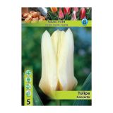 TULIPAN HOLLAND BULB MARKET GREIGII CONCERTO 11/12 5 KOS