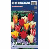 TULIPAN HOLLAND BULB MARKET GREIGII GREIGII MIXED 11/12 10KOS