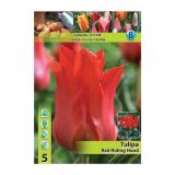 TULIPAN HOLLAND BULB MARKET GREIGII RED RIDING HOOD 11/12