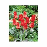TULIPAN HOLLAND BULB MARKET GREIGII RED TORCH 11/12 10KOS