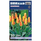 TULIPAN HOLLAND BULB MARKET KAUFMANIA CORONA 11/12 10KOS