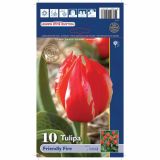 POMLADI CVETOČA ČEBULICA HOLLAND BULB MARKET TULIPAN KAUFMANIA FRIENDLY FIRE 11/12 10KOS