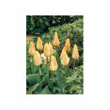 POMLADI CVETOČA ČEBULICA HOLLAND BULB MARKET TULIPAN KAUFMANIA FUR ELISE 11/12 10KOS