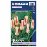 POMLADI CVETOČA ČEBULICA HOLLAND BULB MARKET TULIPAN KAUFMANIA JOHANN STRAUSS 11/12