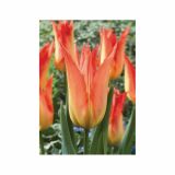 POMLADI CVETOČA ČEBULICA HOLLAND BULB MARKET TULIPAN LILIJSKI LILYFIRE 11/12 10KOS