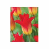 POMLADI CVETOČA ČEBULICA HOLLAND BULB MARKET TULIPAN LILIJSKI ROYAL GIFT 11/12 10KOS