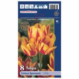 POMLADI CVETOČA ČEBULICA HOLLAND BULB MARKET TULIPAN MNOGOCVETNI COLOUR SPECTACLE 11/12