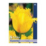 TULIPAN HOLLAND BULB MARKET NAZOBČAN CRYSTAL STAR 11/12 8 KOS