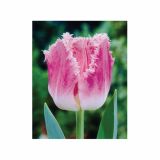 POMLADI CVETOČA ČEBULICA HOLLAND BULB MARKET TULIPAN NAZOBČAN DALLAS 11/12 8KOS