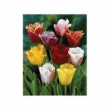 TULIPAN HOLLAND BULB MARKET NAZOBČAN FRINGED MIXED 11/12 8KOS
