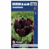 POMLADI CVETOČA ČEBULICA HOLLAND BULB MARKET TULIPAN NAZOBČAN LABRADOR 11/12 8KOS