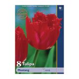 POMLADI CVETOČA ČEBULICA HOLLAND BULB MARKET TULIPAN NAZOBČAN MUSTANG 11/12 8 KOS