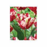 TULIPAN HOLLAND BULB MARKET PARROT ESTELLA RIJN. 11/12 8KOS