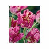 POMLADI CVETOČA ČEBULICA HOLLAND BULB MARKET TULIPAN PARROT RAI 11/12 8KOS