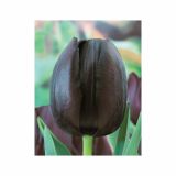 TULIPAN HOLLAND BULB MARKET POZEN CAFE NOIR 11/12 10KOS