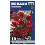 POMLADI CVETOČA ČEBULICA HOLLAND BULB MARKET TULIPAN SPECIES HAGERI 6/+ 10KOS