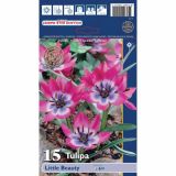 POMLADI CVETOČA ČEBULICA HOLLAND BULB MARKET TULIPAN SPECIES LITTLE BEAUTY 6/+ 15KOS